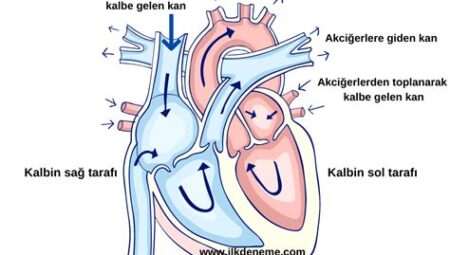 Spor ve Dolaşım Sistemi: Egzersizin Kan Dolaşımı ve Oksijen Taşıma Kapasitesi Üzerindeki Etkileri