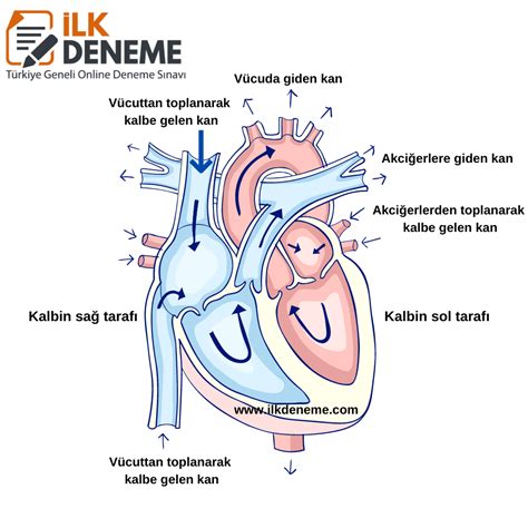 Spor ve Dolaşım Sistemi: Egzersizin Kan Dolaşımı ve Oksijen Taşıma Kapasitesi Üzerindeki Etkileri